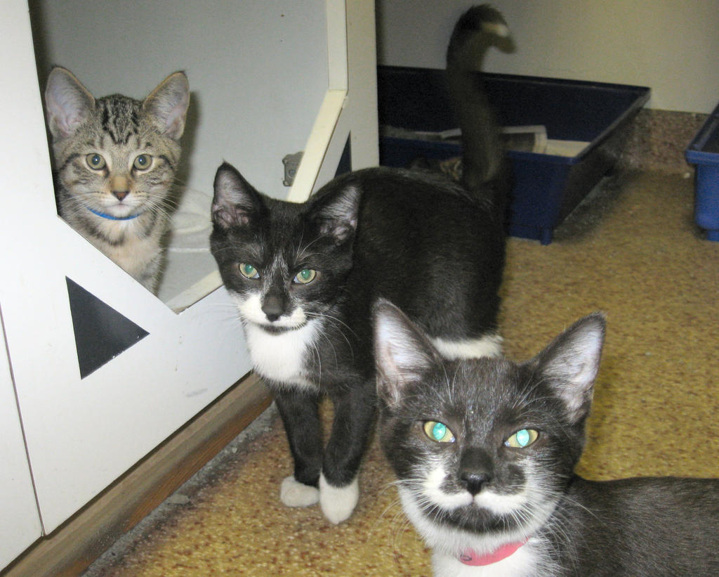 Chuck, George, And Rosemarie