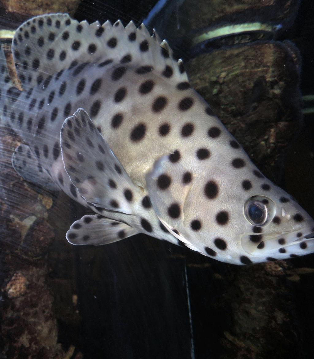 Leopard Cod Fish Leopard Fish by superpower-pnut on DeviantArt