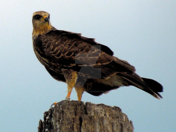 Hawk On Alert