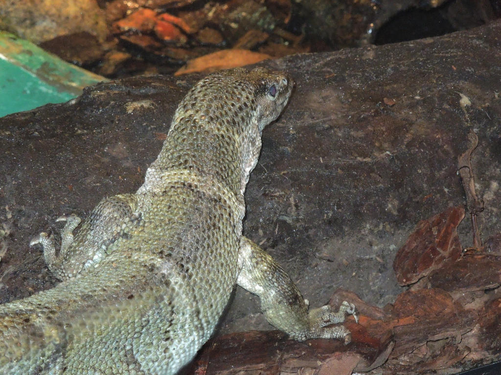 Dumeril's Monitor Lizard2 by superpower-pnut on DeviantArt