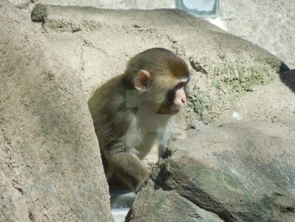 Monkey In The Rocks