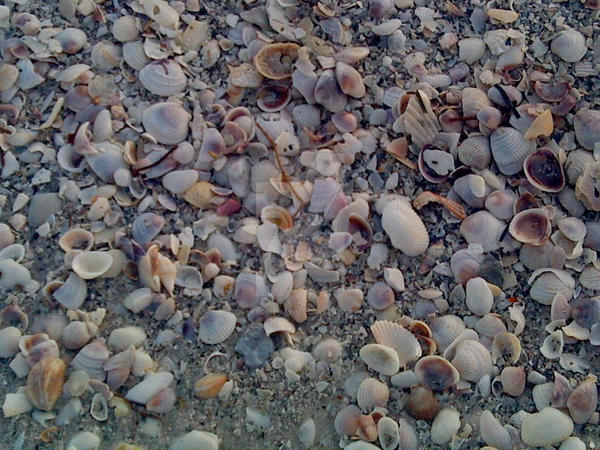 Cell Shells Seashore by superpower-pnut on DeviantArt