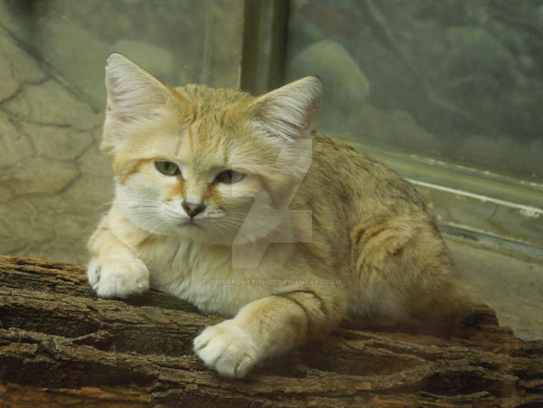 Grumpy Kitty by superpower-pnut on DeviantArt