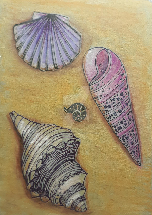 Beach Shells Draws Beach Shells by superpower-pnut on DeviantArt