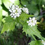 Garlic Mustard Blossoms