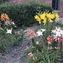 Daylilies