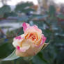 November Rose