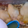 Ducklings for Sale