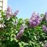 Lilacs Against a Blue Sky