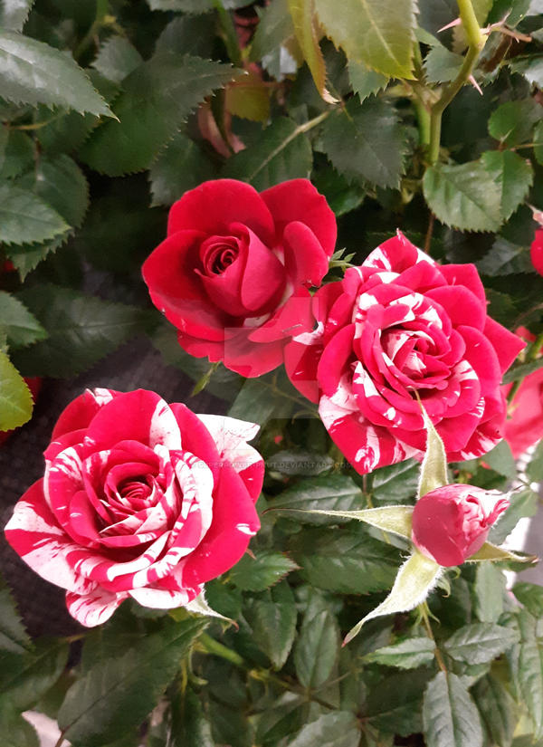 Peppermint Roses by superpower-pnut on DeviantArt