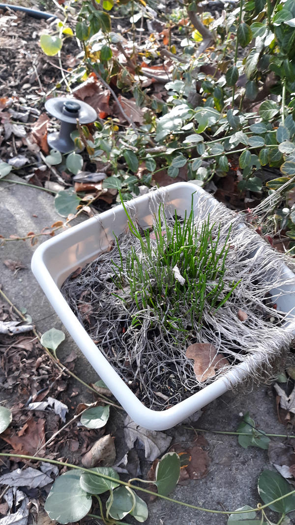 Spring is Springing by superpower-pnut on DeviantArt