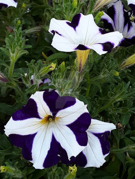 Pretty Petunia