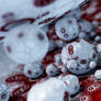 Cold Blood