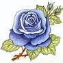 Melancholy Blue Rose
