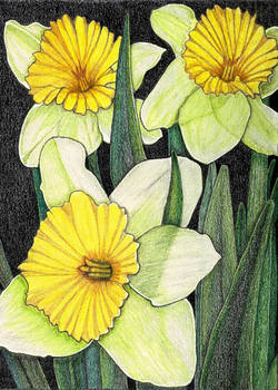 027-052  Daffodils...kinda sorta maybe IDK