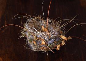 The Birdnest III