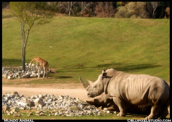 Mundo Animal