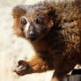 Eulemur rubriventer