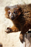 Eulemur rubriventer by DSPHolthaus