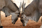 Taurotragus oryx by DSPHolthaus