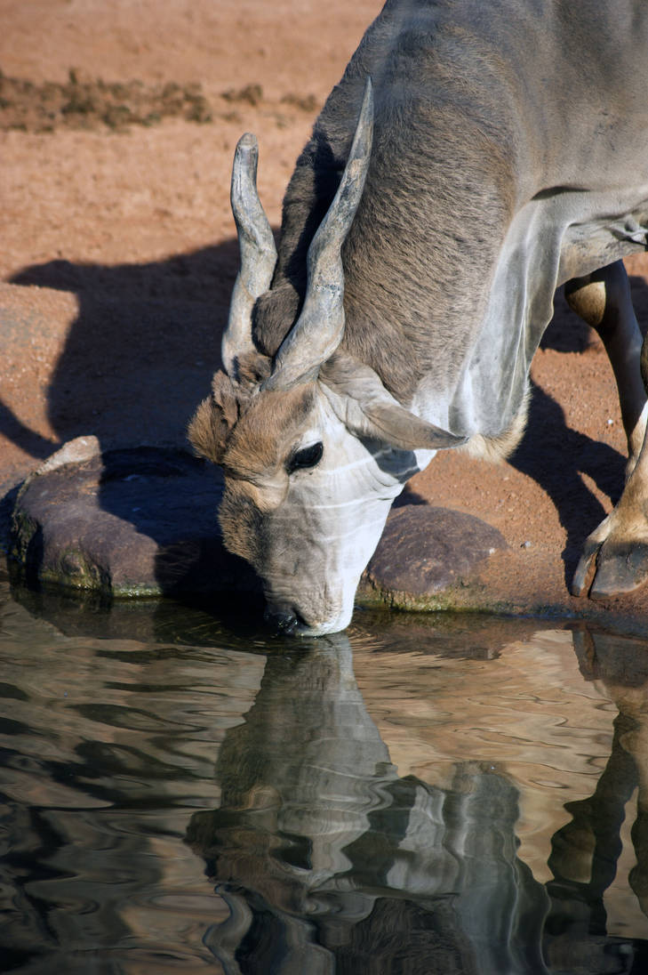 Taurotragus oryx II by DSPHolthaus on DeviantArt