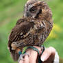 Tinny Owl