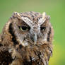 Tinny Owl II