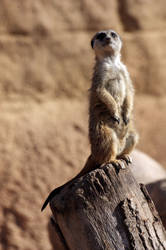 Suricata VI