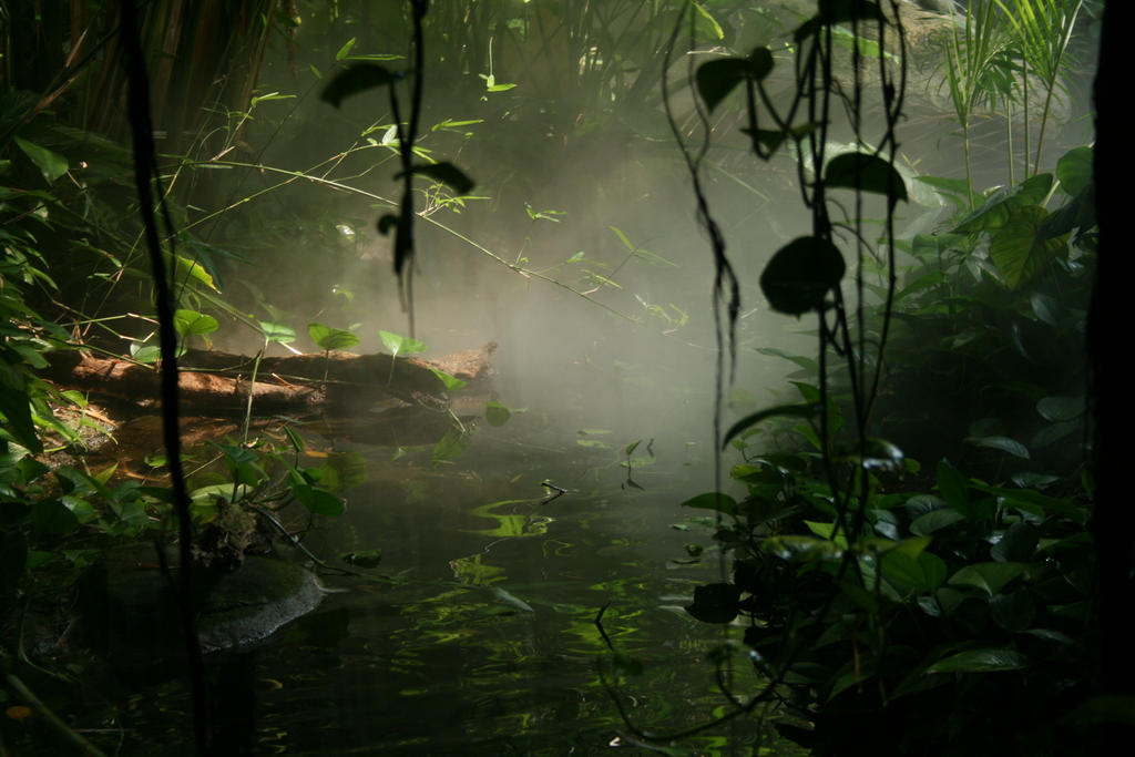 Indonesian Rainforest