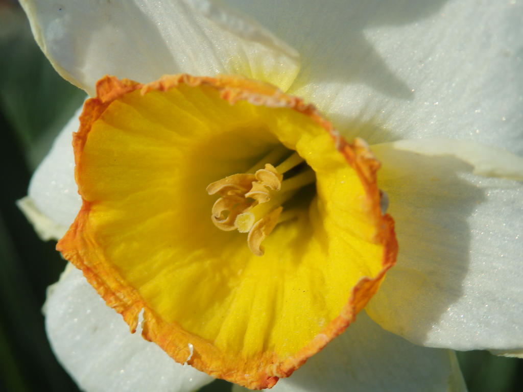 Daffodil