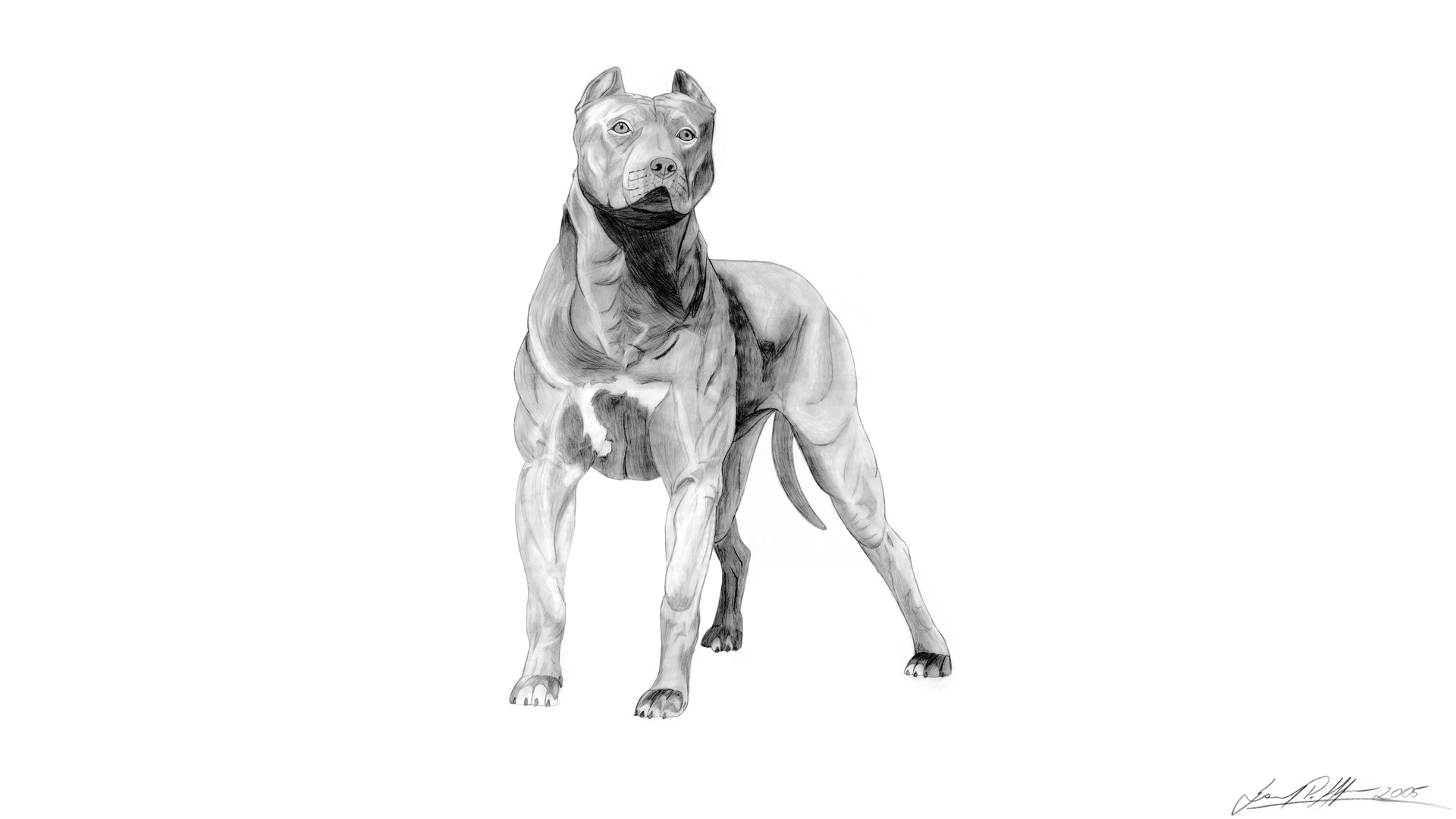 pitbull full hd by samirpa on deviantart
