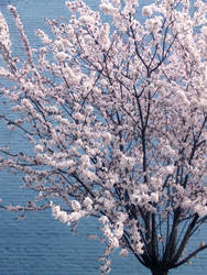 Blossom tree