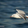 BLACK HEADED GULL