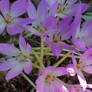 Fall Flowers