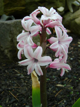 Baby Hyacinth 1