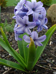 Baby Hyacinth 2