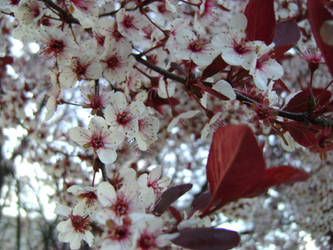 Sand Cherry Blossoms