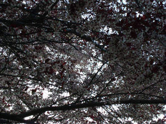 Canopy of Blooms