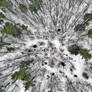 Sullivan, New Hampshire - Winter Forest