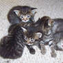 Tabby Kittens