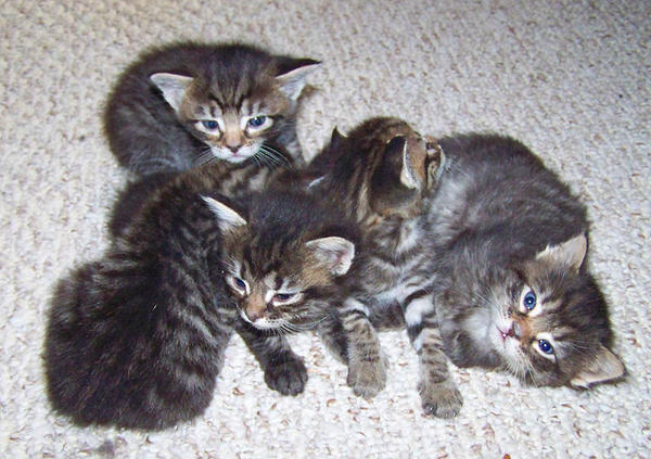 Tabby Kittens