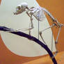 Lemur Skeleton