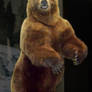Grizzly Bear