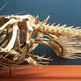 Anglerfish bones