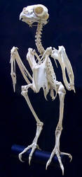 Owl Skeleton by Rhabwar-Troll-stock