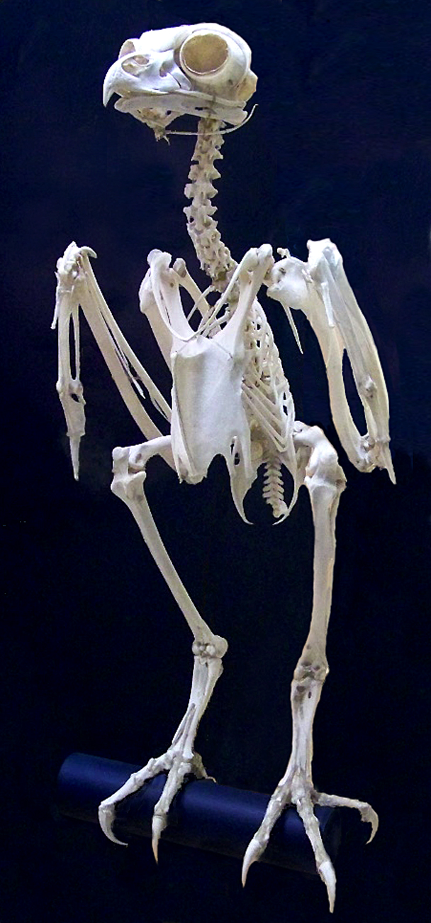 Owl Skeleton by Rhabwar-Troll-stock