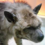 Striped Hyena
