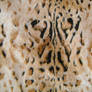 Leopard Faux Fur 1