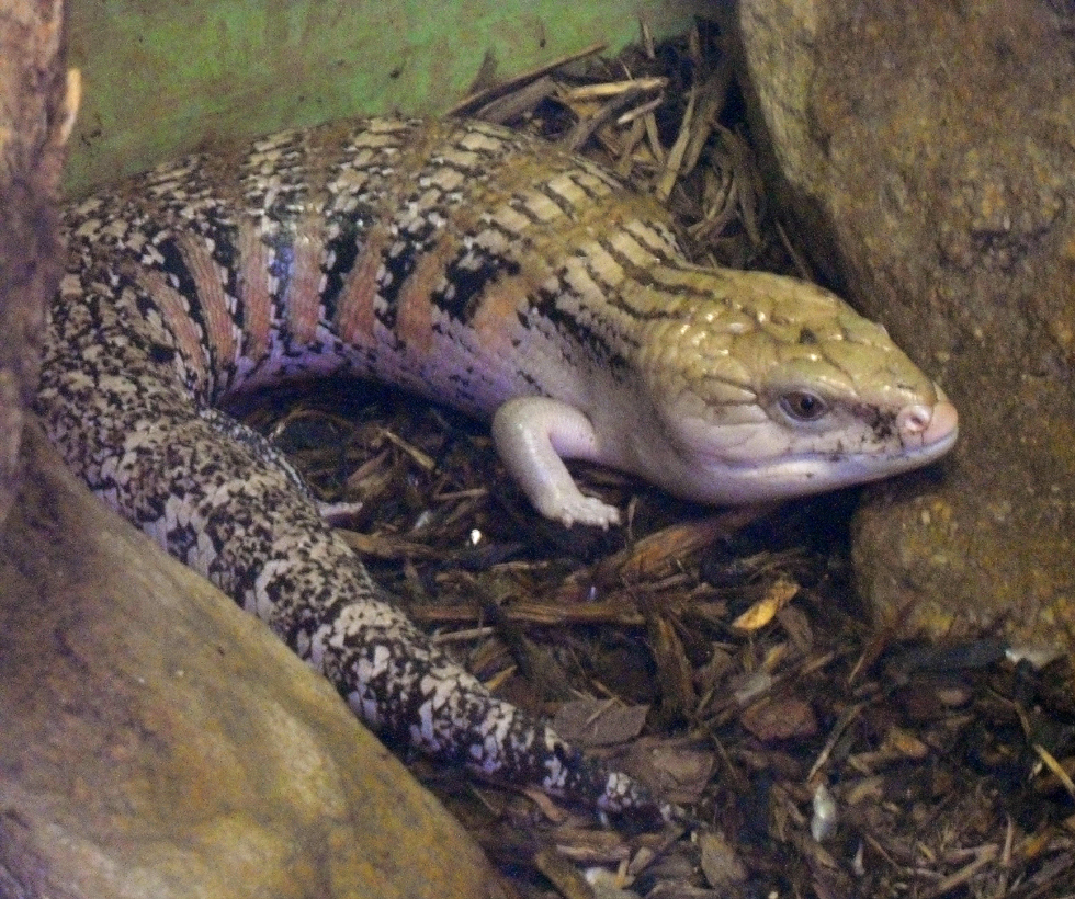 Blue-Tongued Skink