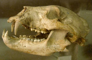 Bear skull